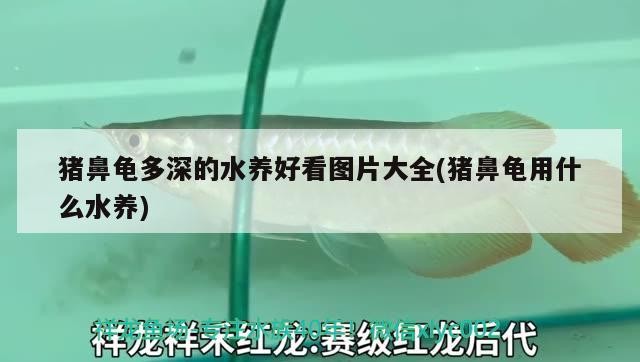 豬鼻龜多深的水養好看圖片大全(豬鼻龜用什么水養) 豬鼻龜多深的水養好看圖片大全(豬鼻龜用什么水養) 豬鼻龜百科 第1張