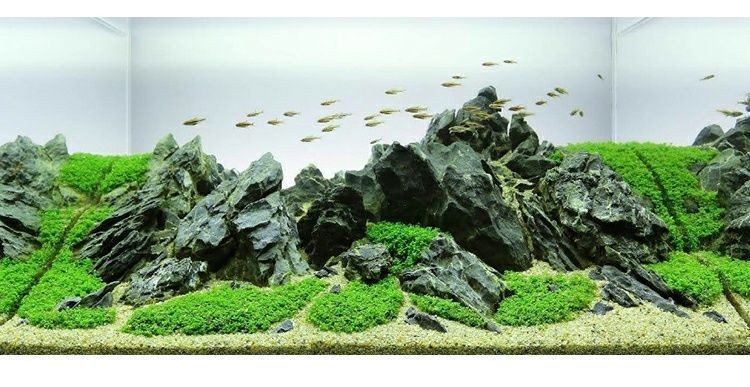 1.2米魚缸造景圖片大全 青龍石：1.2米魚缸造景圖片大全