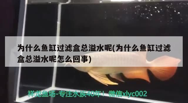 黑帝王魟魚的水質管理技巧：關于黑帝王魟魚的水質管理技巧