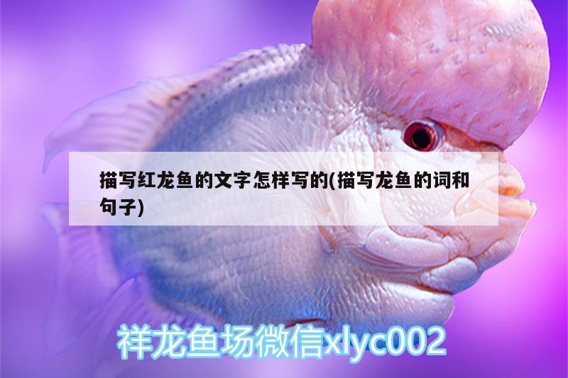 我的虎魚真菌感染了要怎么處理 描寫紅龍魚的文字怎樣寫的(描寫龍魚的詞和句子) 虎魚百科 描寫紅龍魚的文字怎樣寫的(描寫龍魚的詞和句子) 描寫紅龍魚的文字怎樣寫的(描寫龍魚的詞和句子) 虎魚百科