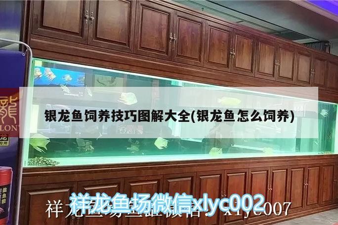 銀龍魚飼養(yǎng)技巧圖解大全(銀龍魚怎么飼養(yǎng))