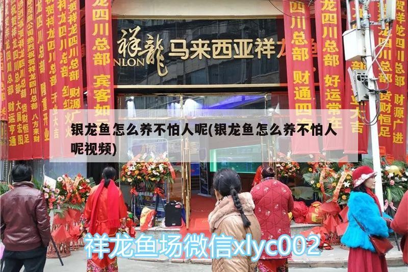 銀龍魚怎么養(yǎng)不怕人呢(銀龍魚怎么養(yǎng)不怕人呢視頻)