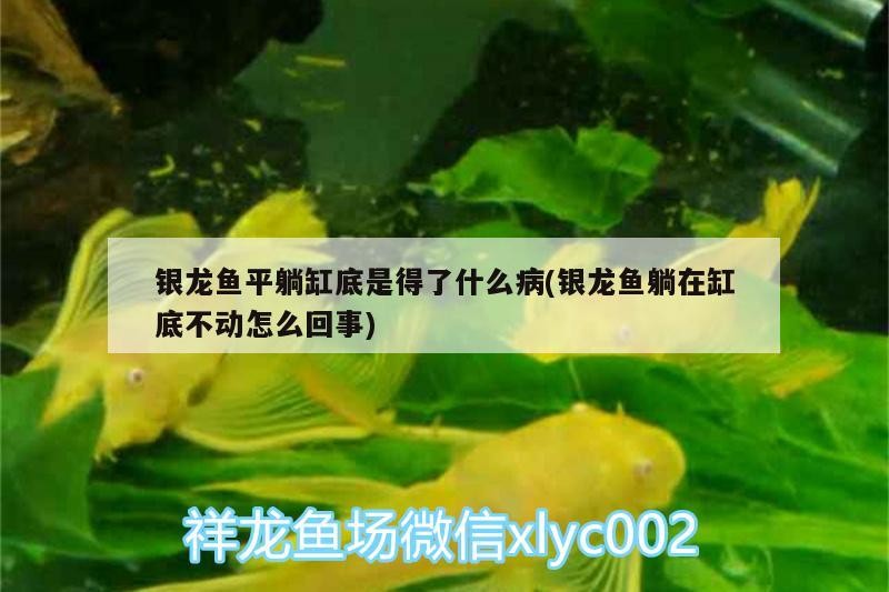 銀龍魚平躺缸底是得了什么病(銀龍魚躺在缸底不動怎么回事)