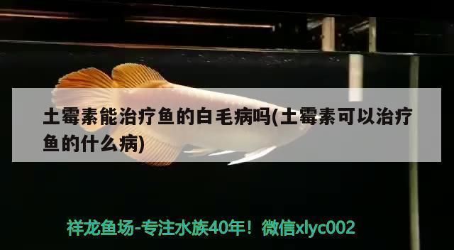 龍魚白毛病的特效藥vs祥龍魚場:龍魚白毛病和金龍魚的養殖注意事項:金龍魚白毛病怎么治療