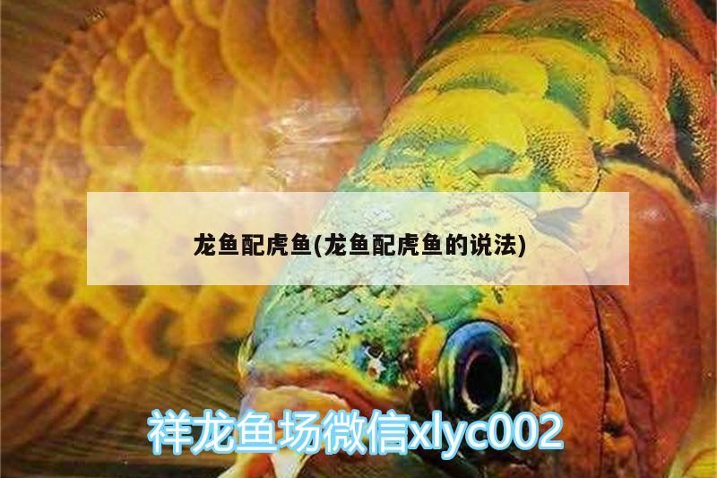 龍魚配虎魚(龍魚配虎魚的說法)