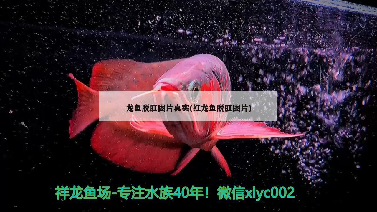 紅龍魚用黃燈烤有用嗎 龍魚脫肛圖片真實(紅龍魚脫肛圖片) 魟魚百科 龍魚脫肛圖片真實(紅龍魚脫肛圖片) 龍魚脫肛圖片真實(紅龍魚脫肛圖片) 魟魚百科