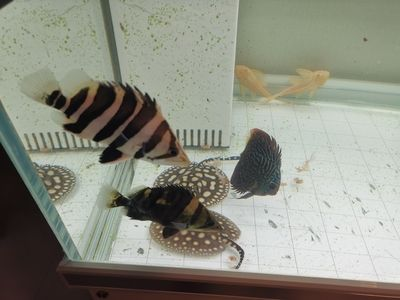 如何飼養(yǎng)健康BD魟魚：飼養(yǎng)健康bd魟魚需要注意什么