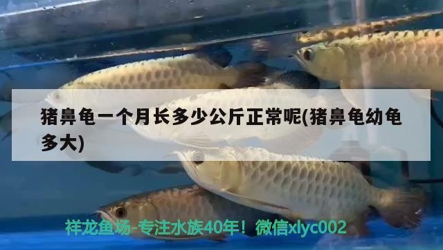 豬鼻龜一個月長多少公斤正常呢(豬鼻龜幼龜多大)