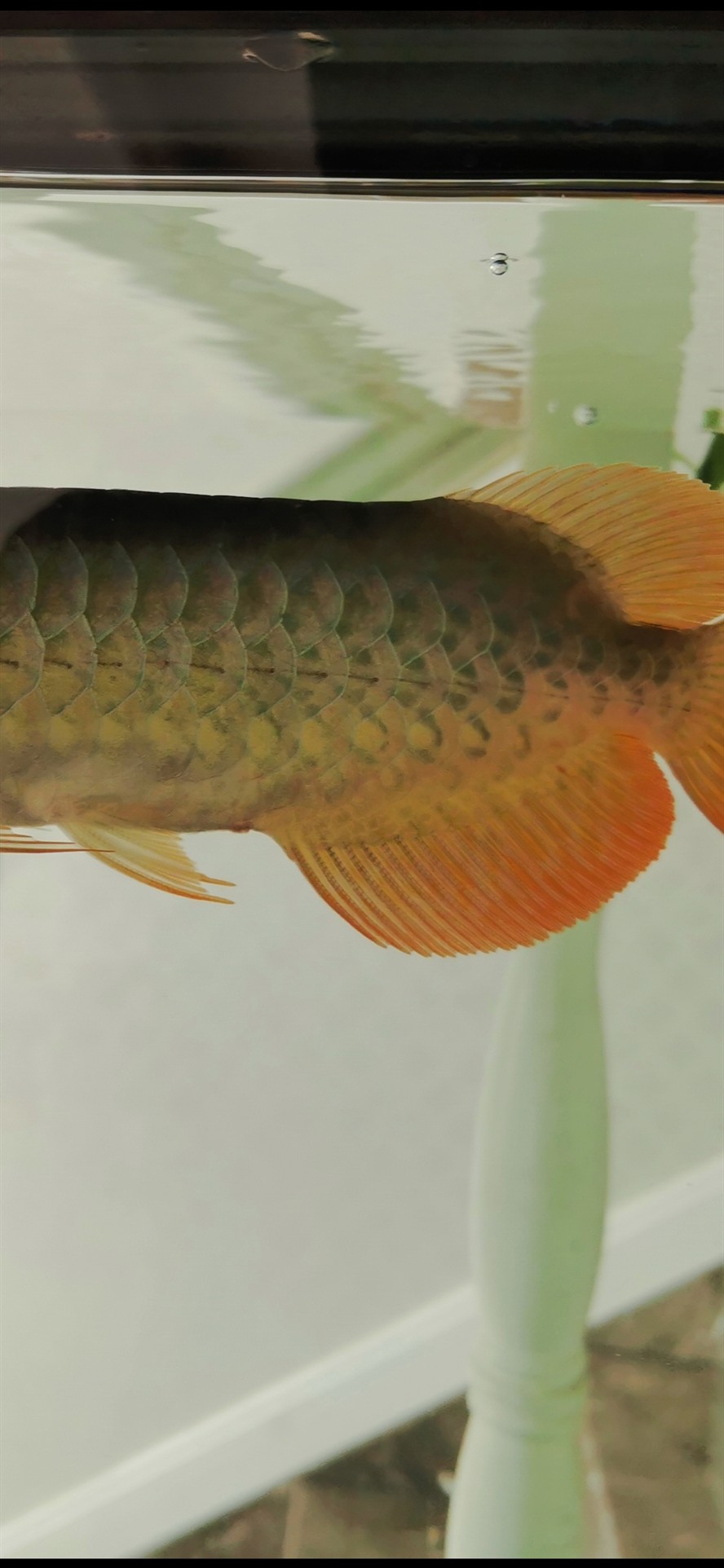 大神們怎么治療龍魚反復脫肛