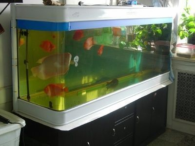 北京市朝陽區黑莊戶鄉郝琳燕觀賞魚經營部（北京市朝陽區黑莊戶鄉郝琳燕觀賞魚經營部電話） 北京市朝陽區黑莊戶鄉郝琳燕觀賞魚經營部（北京市朝陽區黑莊戶鄉郝琳燕觀賞魚經營部電話） 全國水族館企業名錄 第2張