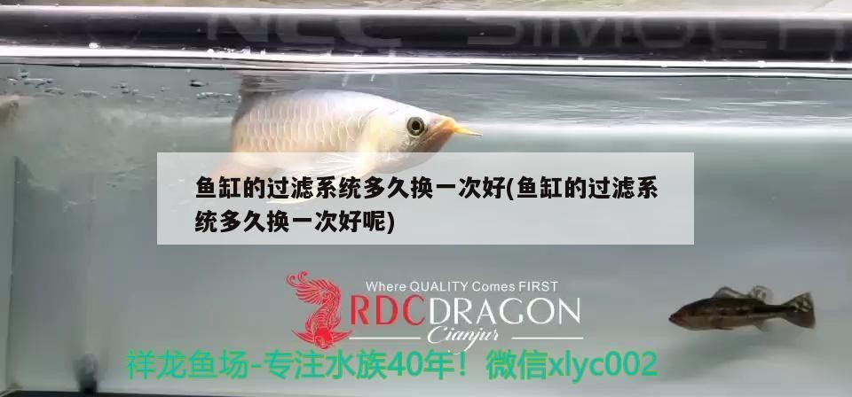 魚缸的過濾系統多久換一次好(魚缸的過濾系統多久換一次好呢)