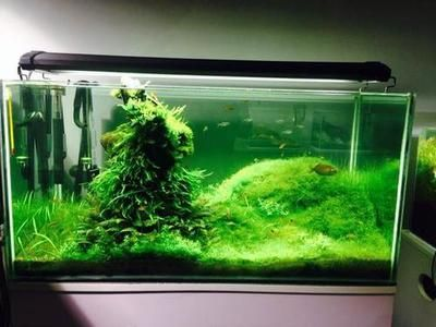 超白魚缸發(fā)綠：超白魚缸發(fā)綠的原因是什么魚缸水變綠對魚有什么影響