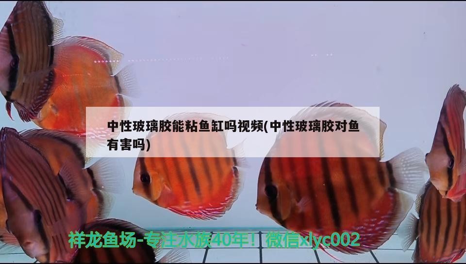 中性玻璃膠能粘魚(yú)缸嗎視頻(中性玻璃膠對(duì)魚(yú)有害嗎)