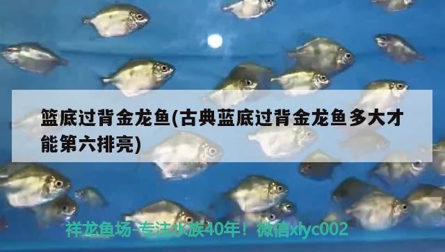 籃底過(guò)背金龍魚(古典藍(lán)底過(guò)背金龍魚多大才能第六排亮)