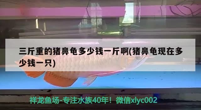 三斤重的豬鼻龜多少錢一斤啊(豬鼻龜現在多少錢一只) 三斤重的豬鼻龜多少錢一斤啊(豬鼻龜現在多少錢一只) 豬鼻龜百科
