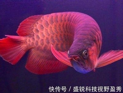 一米長的紅龍魚：一米長的紅龍魚在飼養(yǎng)時需要注意什么？