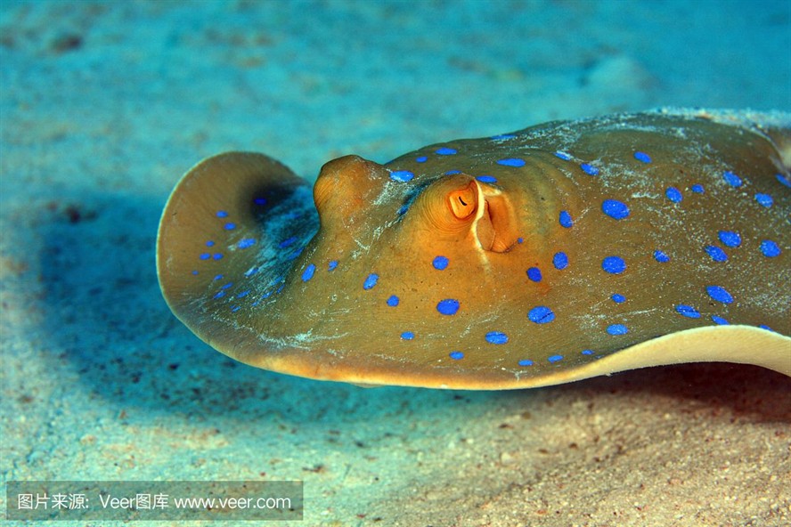 魟魚白天不動夜里出來活動：魟魚在白天不動夜里出來活動時間主要在晚上，而不是白天 魟魚白天不動夜里出來活動：魟魚在白天不動夜里出來活動時間主要在晚上，而不是白天 魟魚百科 第3張
