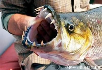 虎魚吃魚肉隔夜吐了怎么辦：虎魚吃魚肉隔夜吐了怎么辦虎魚吃魚肉隔夜吐了怎么辦