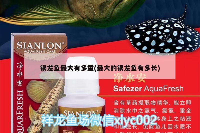 銀龍魚最大有多重(最大的銀龍魚有多長)