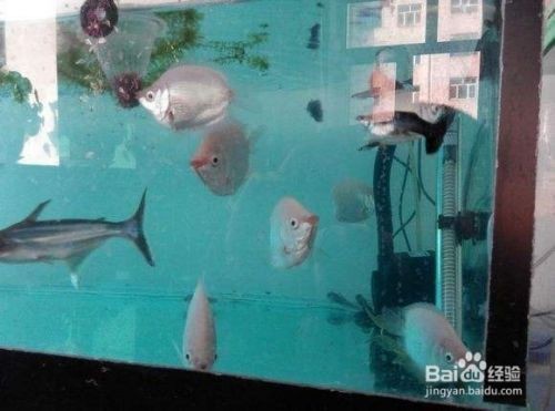 紅龍魚的圖片大全大圖高清版——探尋紅龍魚的美麗世界 紅龍魚的圖片大全大圖高清版——探尋紅龍魚的美麗世界 魚缸百科