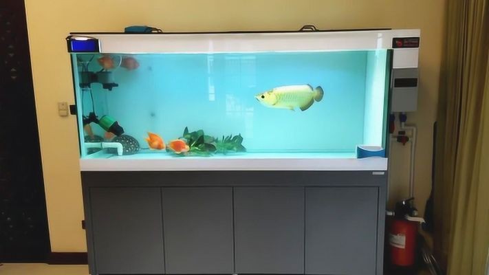 金龍魚(yú)喜歡的音樂(lè)類型:金龍魚(yú)的音樂(lè)喜好表現(xiàn)出了多樣化的特點(diǎn) 金龍魚(yú)百科 第2張 金龍魚(yú)喜歡的音樂(lè)類型:金龍魚(yú)的音樂(lè)喜好表現(xiàn)出了多樣化的特點(diǎn) 金龍魚(yú)喜歡的音樂(lè)類型:金龍魚(yú)的音樂(lè)喜好表現(xiàn)出了多樣化的特點(diǎn) 金龍魚(yú)百科 第2張