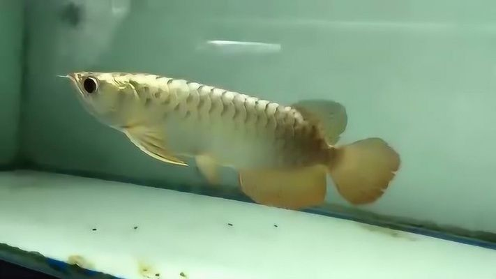 金龍魚(yú)喜歡的音樂(lè)類型:金龍魚(yú)的音樂(lè)喜好表現(xiàn)出了多樣化的特點(diǎn) 金龍魚(yú)百科 第3張 金龍魚(yú)喜歡的音樂(lè)類型:金龍魚(yú)的音樂(lè)喜好表現(xiàn)出了多樣化的特點(diǎn) 金龍魚(yú)喜歡的音樂(lè)類型:金龍魚(yú)的音樂(lè)喜好表現(xiàn)出了多樣化的特點(diǎn) 金龍魚(yú)百科 第3張