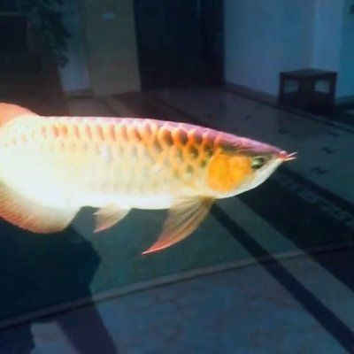 金龍魚(yú)喜歡的音樂(lè)類型:金龍魚(yú)的音樂(lè)喜好表現(xiàn)出了多樣化的特點(diǎn) 金龍魚(yú)百科 第4張 金龍魚(yú)喜歡的音樂(lè)類型:金龍魚(yú)的音樂(lè)喜好表現(xiàn)出了多樣化的特點(diǎn) 金龍魚(yú)喜歡的音樂(lè)類型:金龍魚(yú)的音樂(lè)喜好表現(xiàn)出了多樣化的特點(diǎn) 金龍魚(yú)百科 第4張