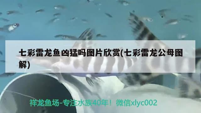 七彩雷龍魚兇猛嗎圖片欣賞(七彩雷龍公母圖解)
