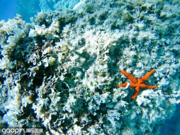 seastar魚缸怎么樣：seastar魚缸在外觀設(shè)計、材質(zhì)、生態(tài)系統(tǒng)以及用戶評價
