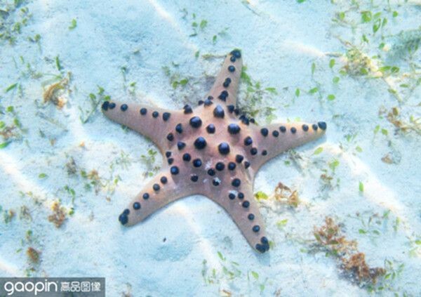 seastar魚缸怎么樣：seastar魚缸在外觀設(shè)計、材質(zhì)、生態(tài)系統(tǒng)以及用戶評價