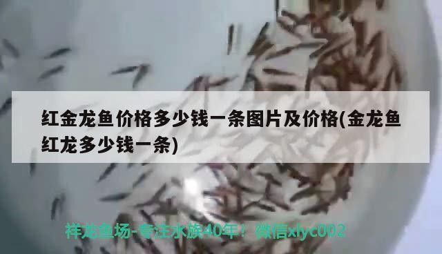 最貴龍魚價格多少錢一條啊 最貴龍魚價格多少錢一條啊圖片