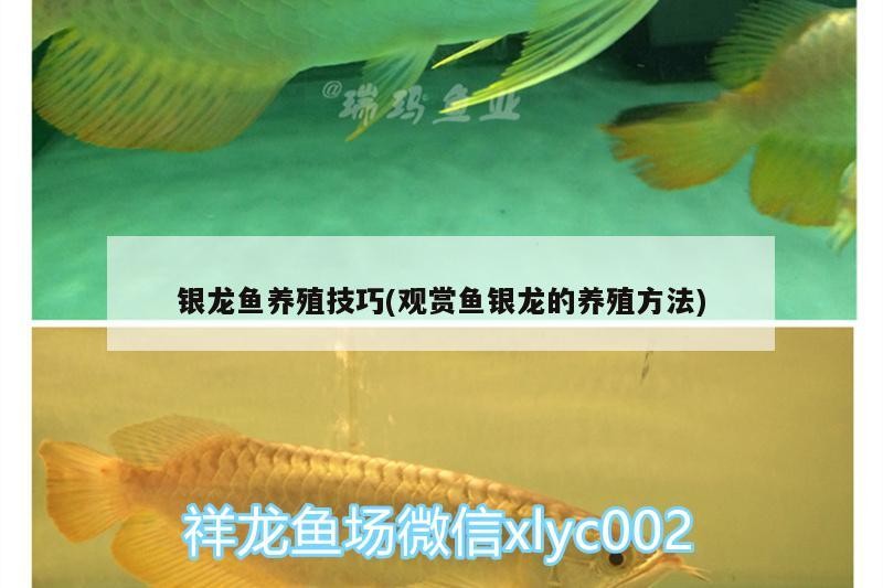 銀龍魚養殖技巧(觀賞魚銀龍的養殖方法)