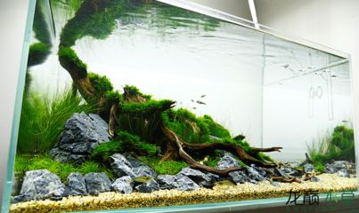 大魚缸改造成水草缸好不好用：大魚缸改造成水草缸的養護技巧水草缸養護技巧