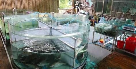 大魚缸養啥魚好：適合在大魚缸中養殖的魚類
