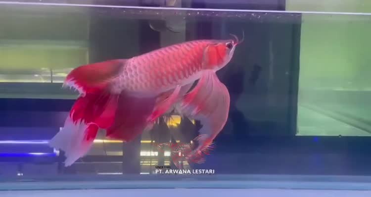 金龍魚圖片怎么分辨