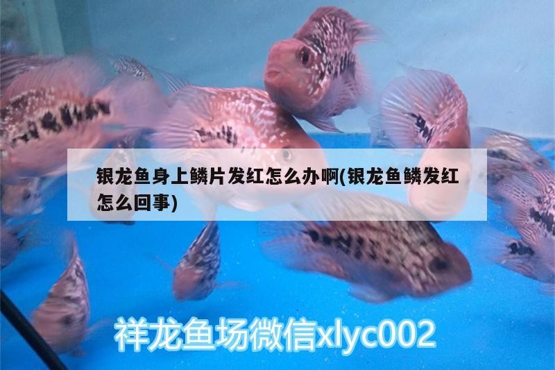 銀龍魚身上鱗片發紅怎么辦啊(銀龍魚鱗發紅怎么回事)