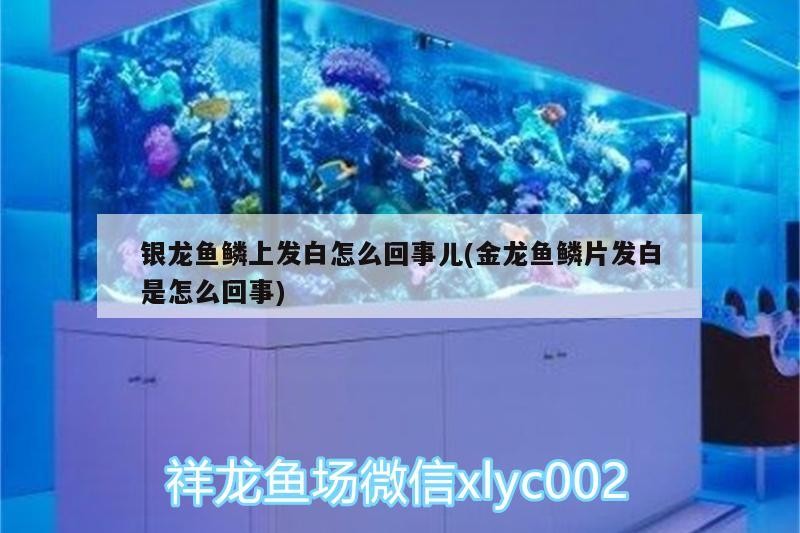銀龍魚鱗上發白怎么回事兒(金龍魚鱗片發白是怎么回事) 銀龍魚鱗上發白怎么回事兒(金龍魚鱗片發白是怎么回事) 銀龍魚百科