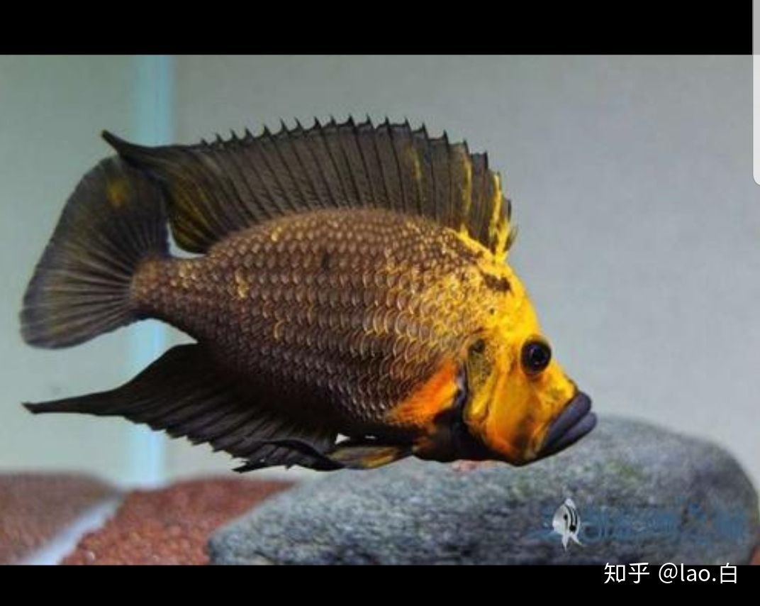 虎魚快養好還是慢養好：虎魚的快養和慢養并無絕對的好壞之分，關鍵在于飼養技巧 虎魚快養好還是慢養好：虎魚的快養和慢養并無絕對的好壞之分，關鍵在于飼養技巧 虎魚百科 第2張