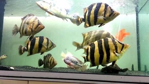 虎魚(yú)白內(nèi)障怎么治療：虎魚(yú)白內(nèi)障怎么辦