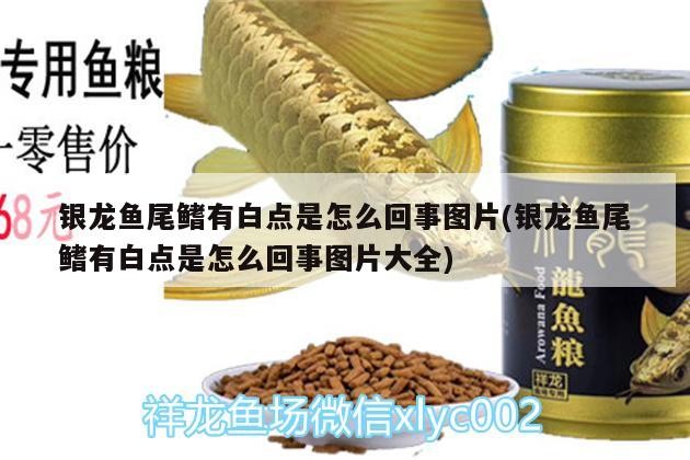 銀龍魚尾鰭有白點(diǎn)是怎么回事圖片(銀龍魚尾鰭有白點(diǎn)是怎么回事圖片大全)