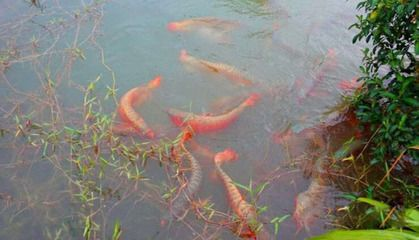 揚(yáng)州紅龍魚(yú)村訂餐電話多少號(hào)：探索揚(yáng)州紅龍魚(yú)村訂餐電話