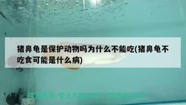 給大魚(yú)缸換水的作文:體驗(yàn)給大魚(yú)缸換水的樂(lè)趣:體驗(yàn)給大魚(yú)缸換水:給大魚(yú)缸換水的作文 豬鼻龜是保護(hù)動(dòng)物嗎為什么不能吃(豬鼻龜不吃食可能是什么病) 豬鼻龜百科 豬鼻龜是保護(hù)動(dòng)物嗎為什么不能吃(豬鼻龜不吃食可能是什么病) 豬鼻龜是保護(hù)動(dòng)物嗎為什么不能吃(豬鼻龜不吃食可能是什么病) 豬鼻龜百科