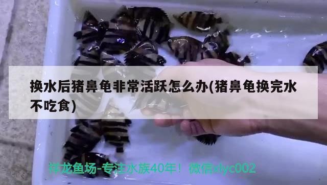 換水后豬鼻龜非常活躍怎么辦(豬鼻龜換完水不吃食) 換水后豬鼻龜非常活躍怎么辦(豬鼻龜換完水不吃食) 豬鼻龜百科