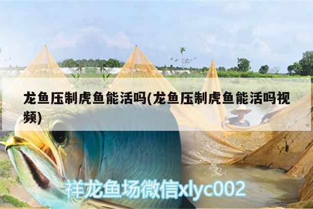 龍魚壓制虎魚能活嗎(龍魚壓制虎魚能活嗎視頻)