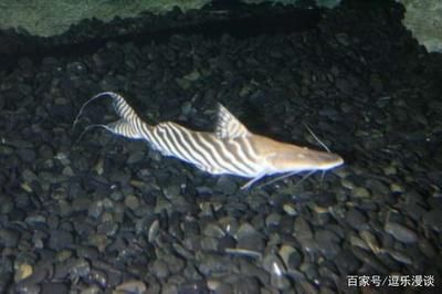 虎紋鴨嘴魚飼養技巧虎紋鴨嘴魚的飼養技巧虎紋鴨嘴魚：虎紋鴨嘴魚的飼養技巧