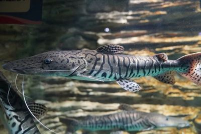 虎紋鴨嘴魚飼養技巧虎紋鴨嘴魚的飼養技巧虎紋鴨嘴魚：虎紋鴨嘴魚的飼養技巧