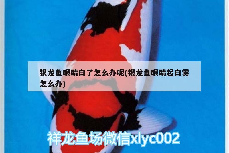 龍魚干蝦有營養(yǎng)嗎 銀龍魚眼睛白了怎么辦呢(銀龍魚眼睛起白霧怎么辦) 銀龍魚百科 銀龍魚眼睛白了怎么辦呢(銀龍魚眼睛起白霧怎么辦) 銀龍魚眼睛白了怎么辦呢(銀龍魚眼睛起白霧怎么辦) 銀龍魚百科