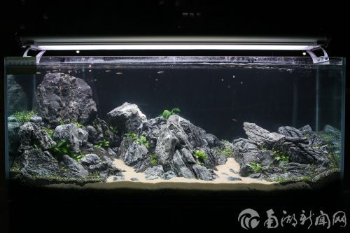大型魚缸造景設計效果圖：大型魚缸造景設計效果圖魚缸造景設計效果圖魚缸造景設計效果圖 大型魚缸造景設計效果圖：大型魚缸造景設計效果圖魚缸造景設計效果圖魚缸造景設計效果圖 魚缸百科 第1張
