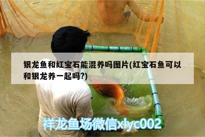 銀龍魚和紅寶石能混養嗎圖片(紅寶石魚可以和銀龍養一起嗎?)