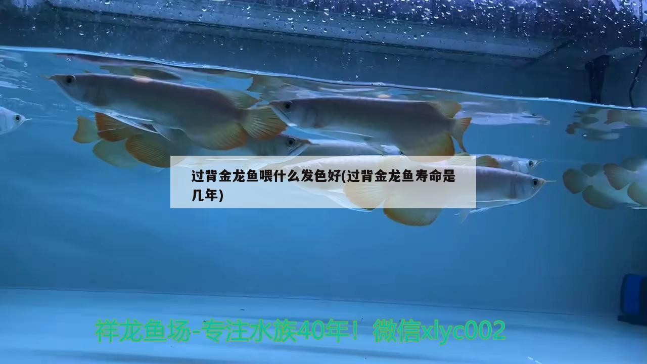 過背金龍魚喂什么發色好(過背金龍魚壽命是幾年)